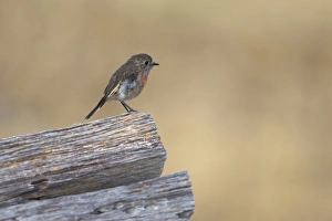 Tasmania Prints: Scarlet Robin (Petroica boodang) adult female