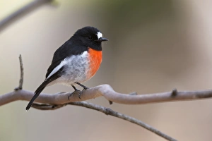 Scarlet Robin (Petroica boodang) adult male, perched on twig, Kangaroo Island, South Australia, Australia, February