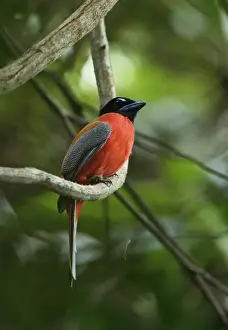 Vine Prints: Scarlet-rumped Trogon (Harpactes duvaucelii) adult male