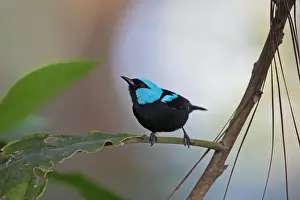 Scarlet-thighed Dacnis (Dacnis venusta) adult male, perched on leaf stem, Costa Rica, february