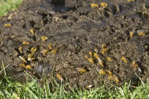 Golden Prints: Scathophaga stercoraria, known as the common yellow dung fly or sometimes called the golden dung fly