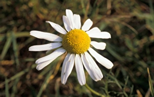 Mayweed Prints: Scentless Mayweed - Tripleurospermum inodorum