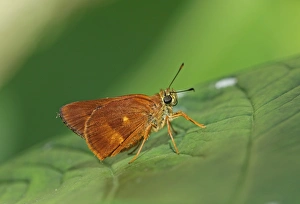 West Indian Prints: Schauss Skipper (Pyrrhocalles jamaicensis) adult