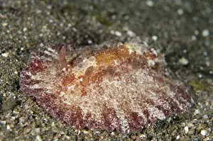 Komodo Prints: Schmeltz Discodoris Nudibranch (Discodoris schmeltziana) adult