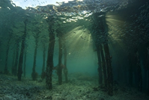 West Papua Prints: School of fish below jetty, Arborek Jetty