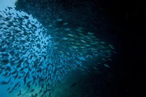 West Papua Prints: School of fish under rock ledge