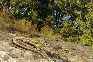 Sunning Prints: Schreiber's Green Lizard (Lacerta schreiberi) adult male