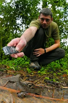 Frog Prints: Schubotzs Squeaker Frog (Arthroleptis schubotzi) adult male