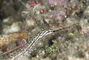 Syngnathidae Prints: Schultzs Pipefish (Corythoichthys schultzi) adult
