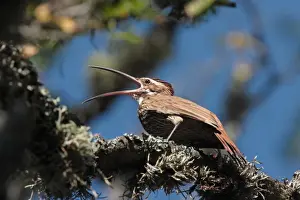 Woodcreepers Prints: Scimitar-billed Woodcreeper (Drymornis bridgesii) adult