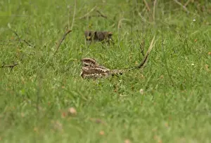 Night Jar Prints: Scissor-tailed Nightjar (Hydropsalis torquata furcifera) adult male