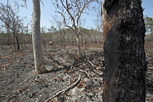 Burning Prints: Scorched woodland habitat after bush fire, near Cairns, Queensland, Australia