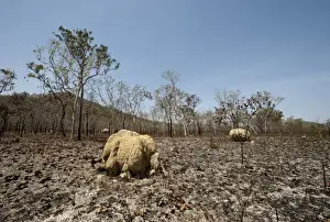 Burning Prints: Scorched woodland habitat and termite mounds after bush fire