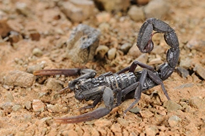 Scorpion Prints: Scorpion (Hottentotta franzwerneri) adult, in desert, Morocco, january