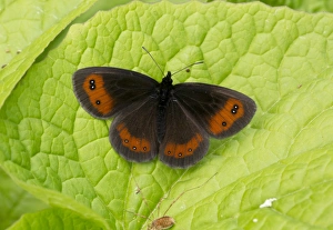 Middle East Prints: Scotch Argus (Erebia aethiops) adult