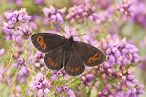 Nectar Prints: Scotch Argus (Erebia aethiops) adult, feeding on heather flowers, England, june