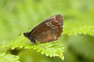 Fern Prints: Scotch Argus (Erebia aethiops) adult, underside, resting on bracken frond, England, june