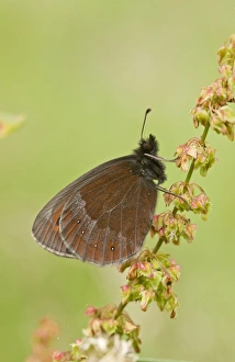 Scotch Argus (Erebia aethiops) adult, resting on dock, Pontic Mountains, Anatolia, Turkey, July