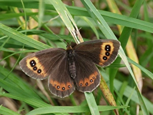 Butterfly Prints: Scotch Argus (Erebia aethiops) adult female, resting on grass, France, July