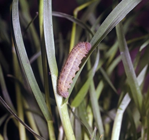 Caterpillar Prints: Scotch Argus (Erebia aethiops) larva