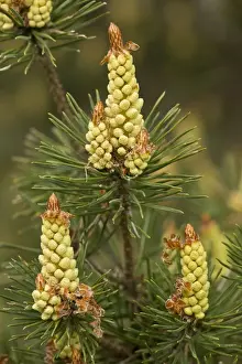 Coniferous Prints: Scots Pine (Pinus sylvestris) close-up of male flowers, Cevennes, France, May
