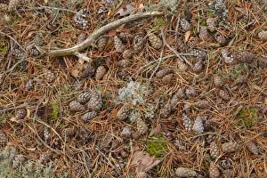 Needle Prints: Scots Pine (Pinus sylvestris) fallen cones and needles