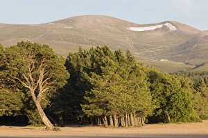 Scots Pine (Pinus sylvestris) forest habitat, growing at edge of freshwater loch, Loch Morlich