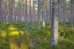 Coniferous Prints: Scots Pine (Pinus sylvestris) forest habitat with heather ground layer