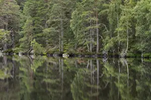 Scots Pine (Pinus sylvestris) forest habitat reflected in freshwater loch, Loch Garten, Loch Garten RSPB Reserve