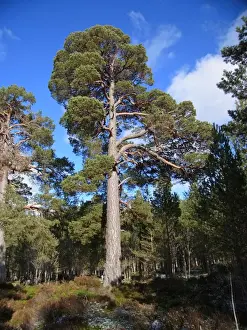 Coniferous Prints: Scots Pine (Pinus sylvestris) Granny Pine ancient tree