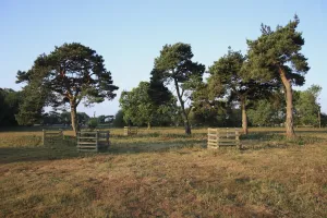 Newly Prints: Scots Pine (Pinus sylvestris) habit