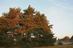 Sun Light Prints: Scots Pine (Pinus sylvestris) habit