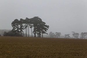 Scots Pine (Pinus sylvestris) habit, in misty habitat, Sandlings, Orford, Suffolk, England, march