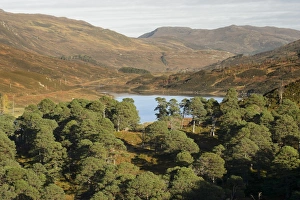Environmental Prints: Scots Pine (Pinus sylvestris) remnant forest