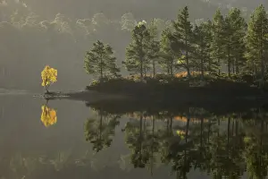 Scots Pine (Pinus sylvestris) and Silver Birch (Betula pendula) forest on shore of freshwater loch