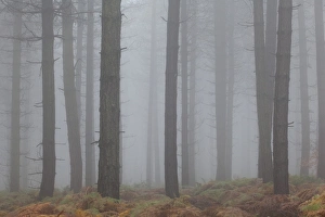 Wildlife Trust Prints: Scots Pine (Pinus sylvestris) trunks