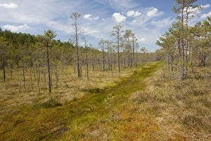 Scots Pine (Pinus sylvestris) woodland, invading bog habitat, Meenikunno Mstikukaitseala Reserve, Estonia, june