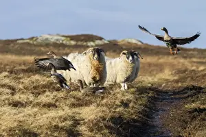 Islay Prints: Scottish black face sheep disturb Greenland white front Geese - Islay, Scotland