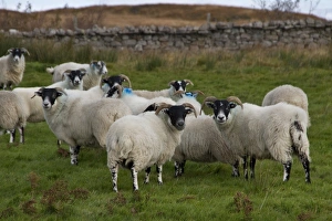 scottish black face sheep on Jura