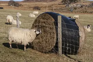 Fence Prints: The Scottish Blackface is the most common breed of domestic sheep in the United Kingdom