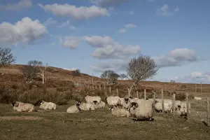 The Scottish Blackface is the most common breed of domestic sheep in the United Kingdom