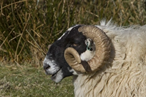 Scottish Blackface domestic sheep, note the ear tags