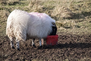 Block Prints: Scottish Blackface domestic sheep using a salt lick