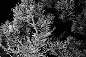 Classic Prints: Scottish Crossbill, Glenmore Scotland. Taken by Eric Hosking in 1947