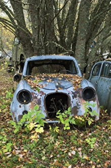 Cars Prints: Scrap car in forest, Sweden