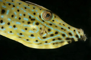 Lembeh Prints: Scrawled Filefish (Aluterus scriptus) adult