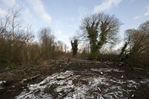 Encroaches Prints: Scrub clearance on riverbank in snow