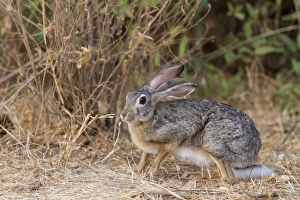 Hares Prints: Scrub Hare (Lepus saxatilis) adult