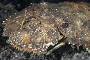 Ship Prints: Sculptured Slipper Lobster (Parribacus antarcticus) adult