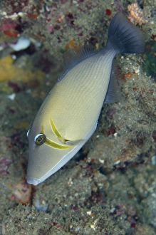 Lembeh Prints: Scythe Triggerfish (Sufflamen bursa) adult